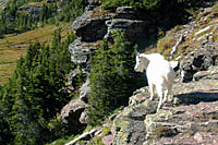 Mt. Goat