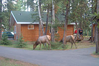 Elk at Pine Bungalows