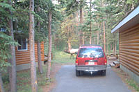 Carol's Elk