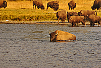Bison Crossing the Yellowstone River