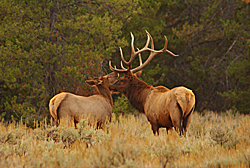 Elk Love