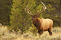 Bull Elk on Patrol