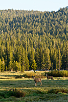 Deer in Tuolumne Meadows