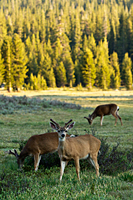 Deer in Tuolumne Meadow