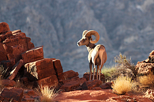 Desert Bighorn Ram