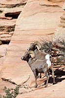 Desert Bighorn Rams