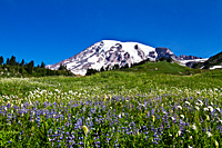 Mt. Rainier Wildflowers