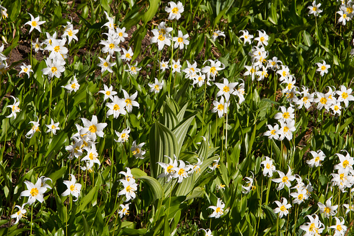 Avalanche Lilies